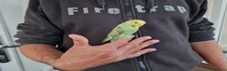 Budgerigars birds for sale: Super silly hand tamed baby budgies  - Advert 6