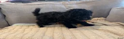 Poochon dogs for sale: Beautiful Poochon Puppies available  - Advert 2