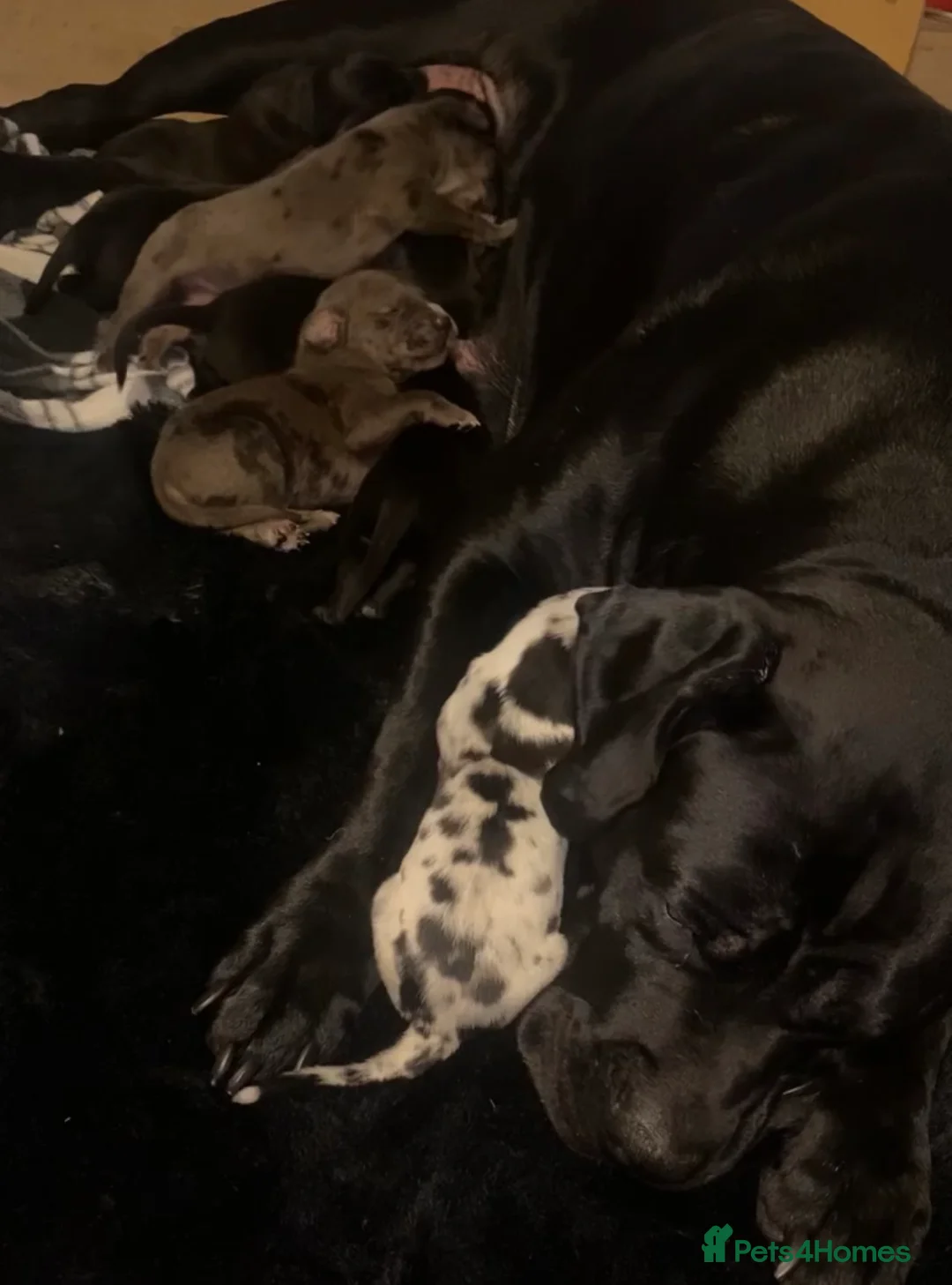 Mixed Breed dogs for sale: Daniffs (Great Dane  ** tiff) - Advert 10