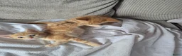 Mixed Breed cats for sale: 🐾 Beautiful Kittens Looking for Loving Homes 🐾 in Willenhall - Advert 8