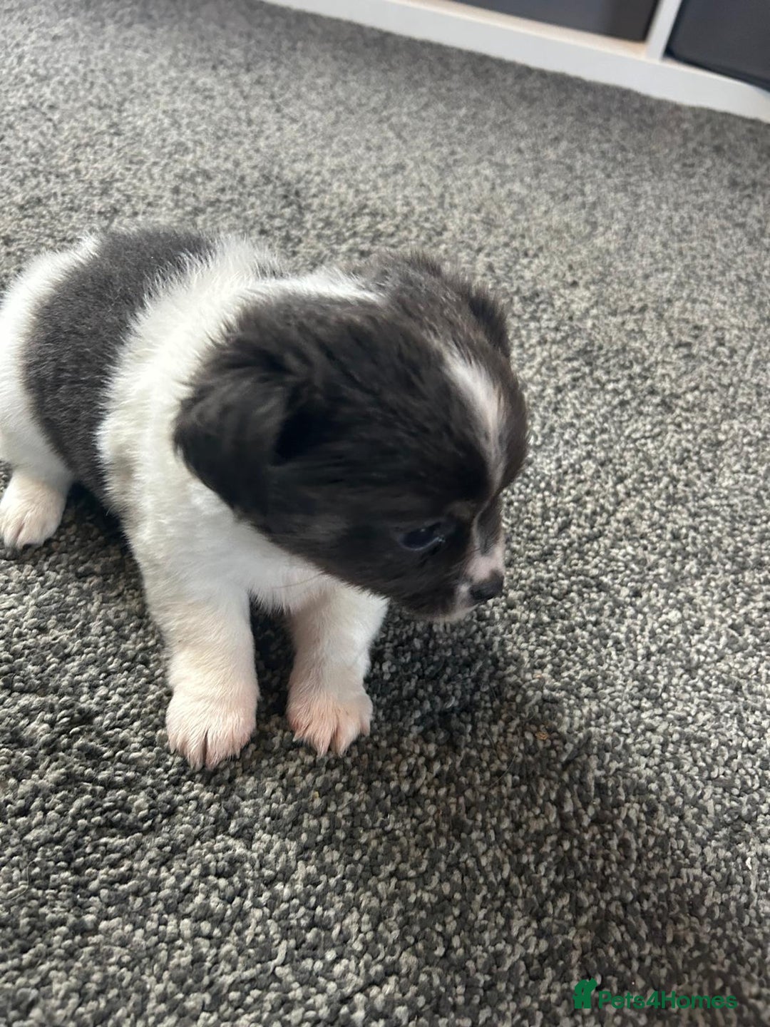 Chihuahua dogs for sale: Full pedigree Chihuahua puppies  - Image 37