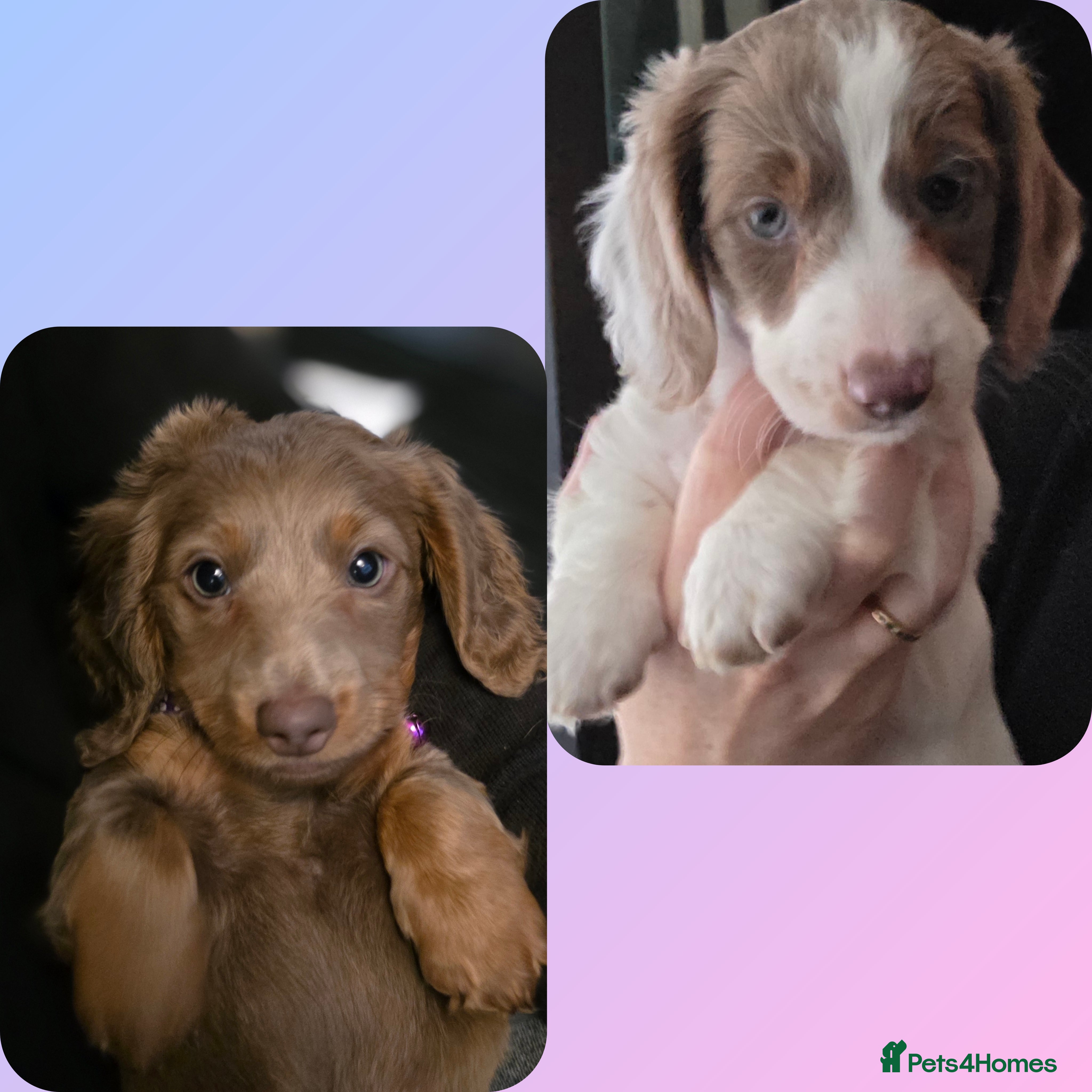 Miniature Dachshund dogs Isabella tan piebald long hair miniature dachshund - Advert 7