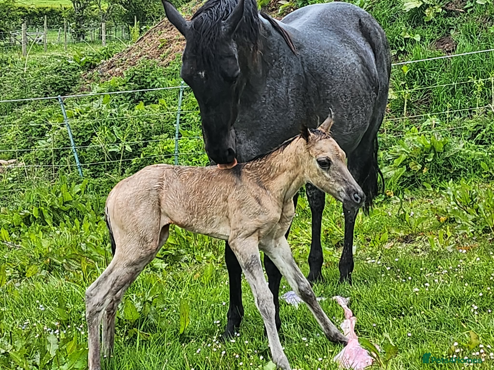 American Quarter horses Grulla Quarter Horse Filly - Advert 1