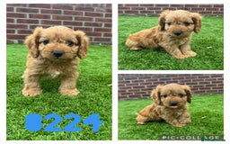 Cockapoo dogs for sale: Beautiful red F1 Cockapoos - Image 4