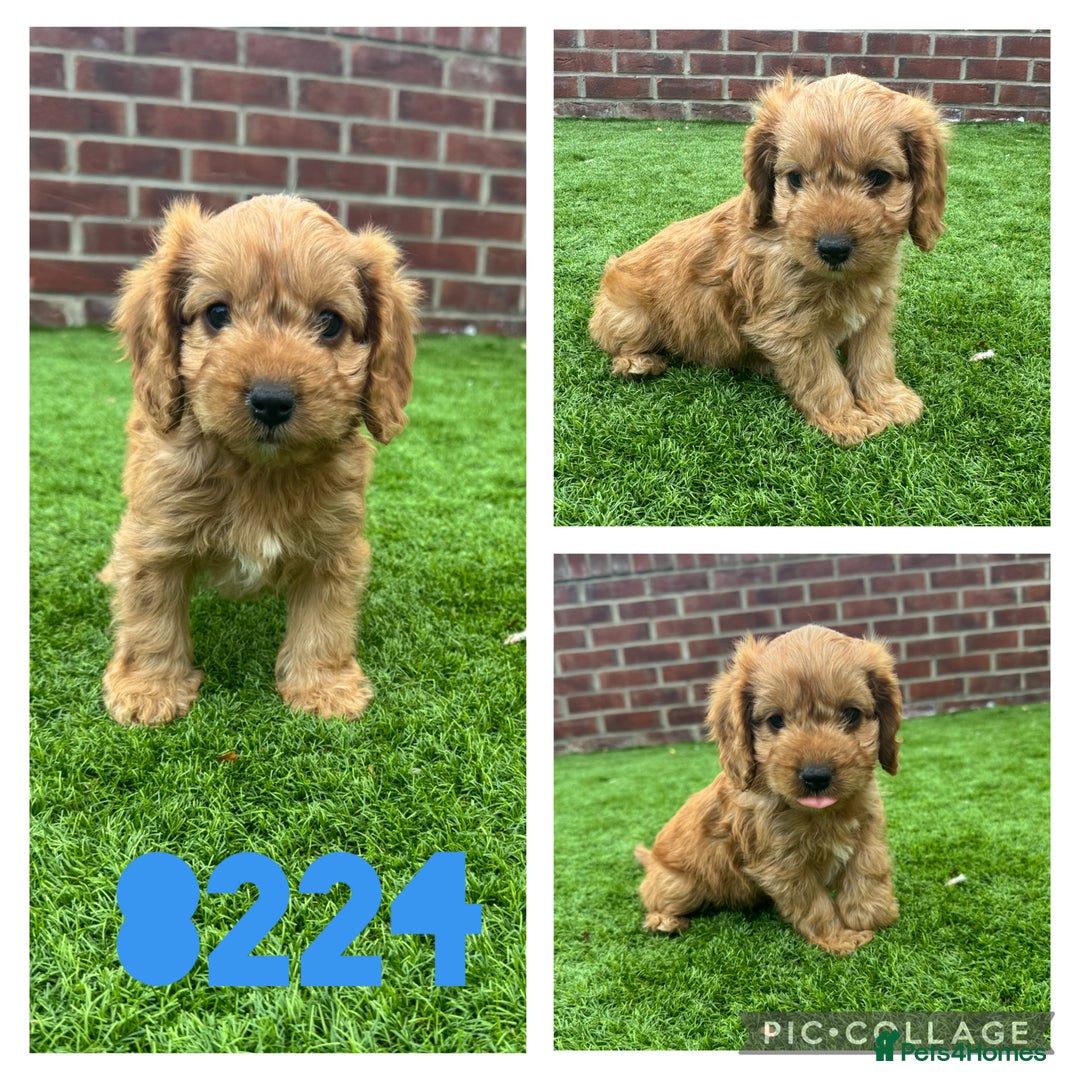 Cockapoo dogs for sale: Beautiful red F1 Cockapoos - Image 4