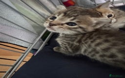 Savannah cats for sale: Stunning Savannah Kittens - Image 2