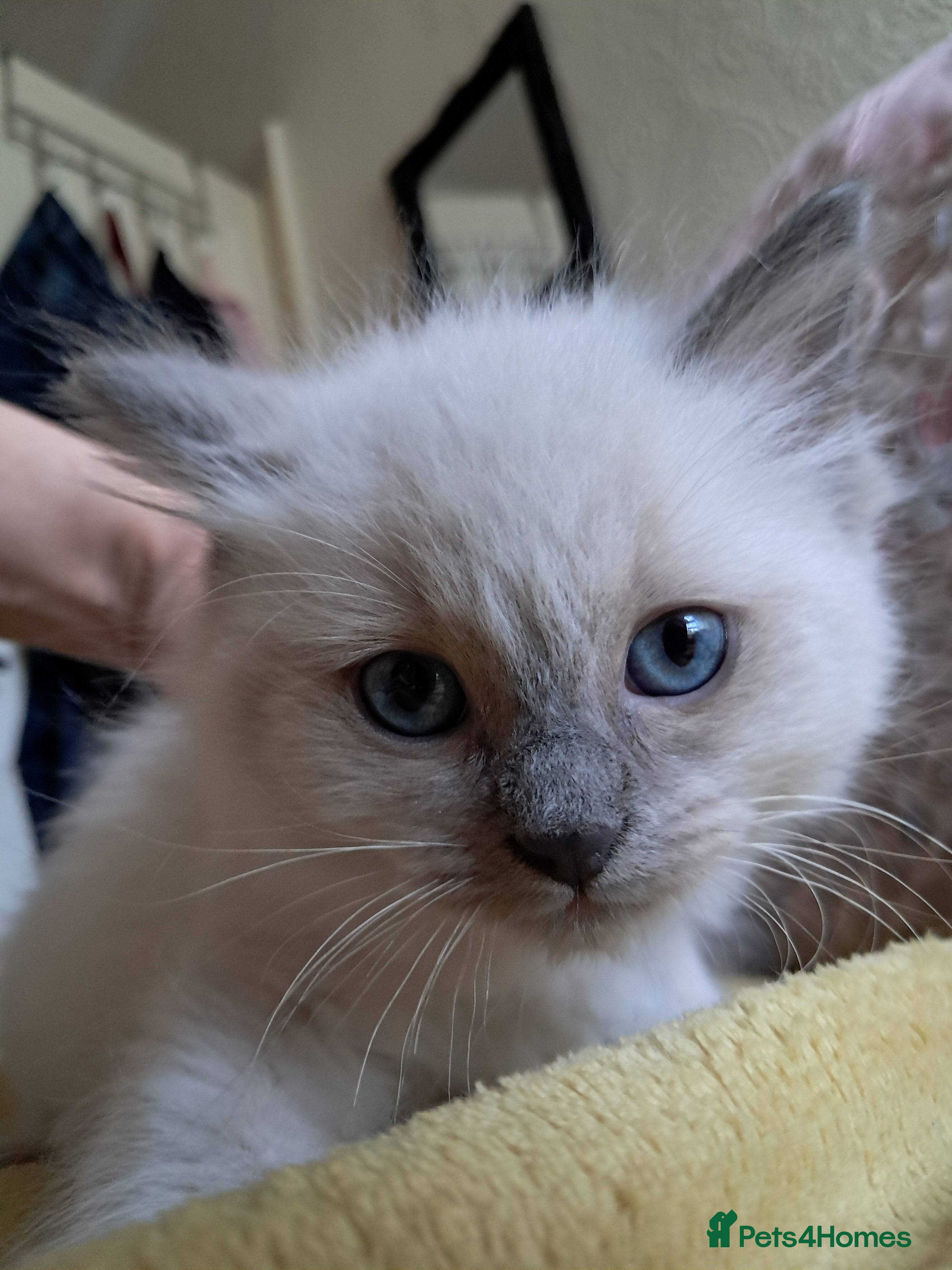 Ragdoll cats Pure bred beautiful Ragdoll kittens - Advert 2