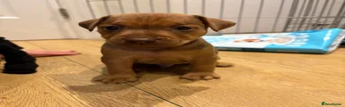 Patterdale Terrier 1