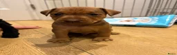 Patterdale Terrier dogs for sale: Patterdale puppies  - Advert 6