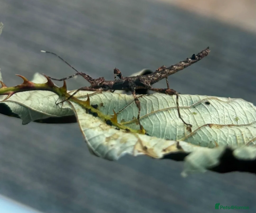 Stick Insects invertebrates for sale: Spiny Stick Insects Looking for a New Home in Leicester - Advert 1
