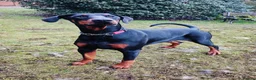 Dobermann dogs for sale: A Stunning strong KC Reg Black & Tan Doberman - Advert 16