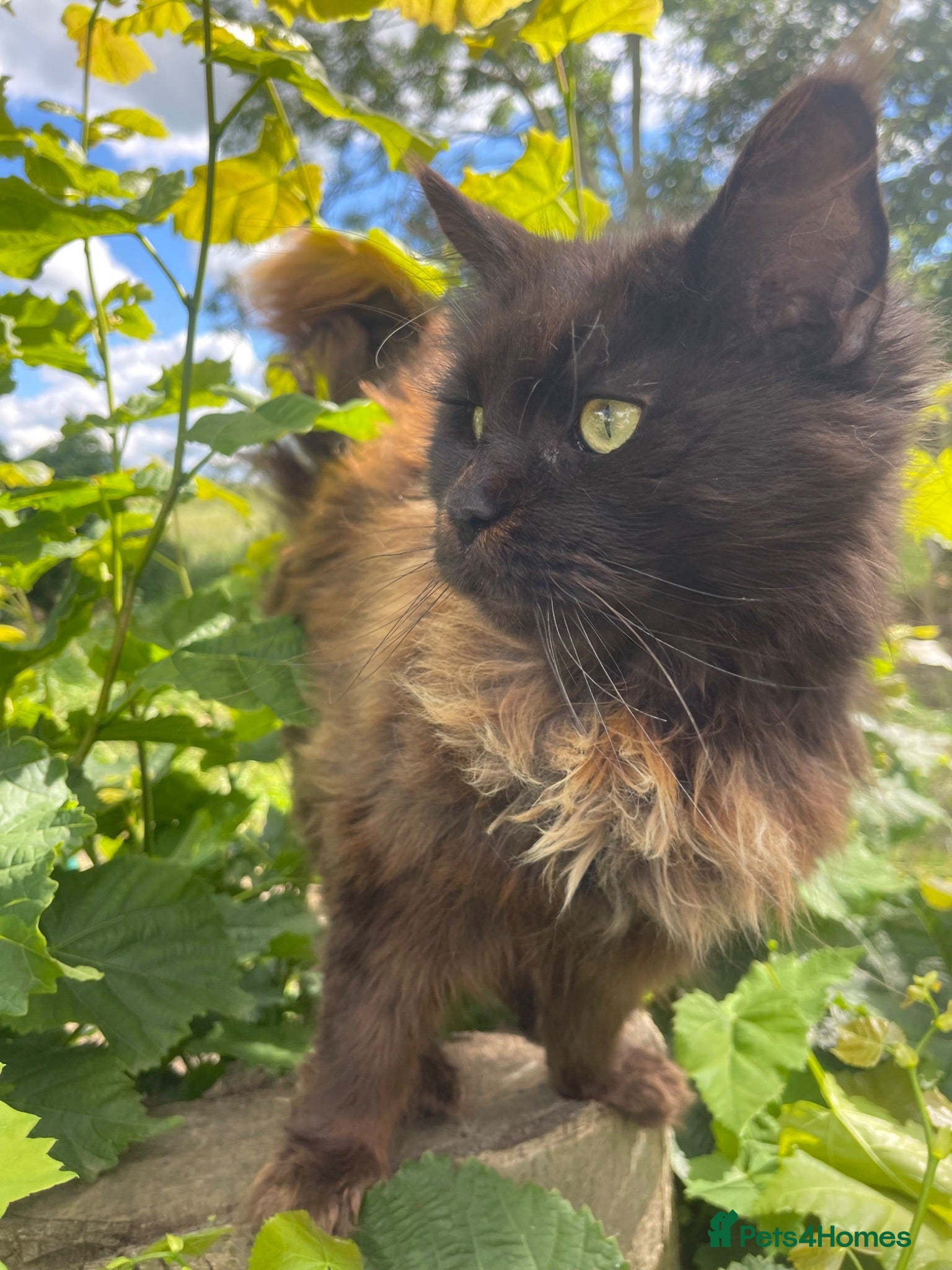 Maine Coon cats STUNNING MAINE COON - Advert 2