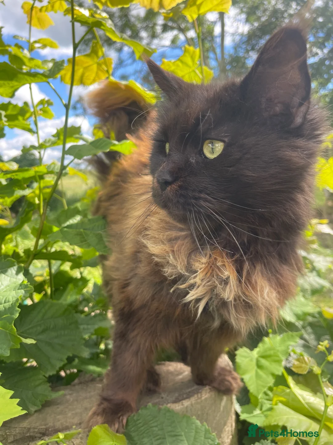 Maine Coon cats for sale: STUNNING MAINE COON - Advert 1