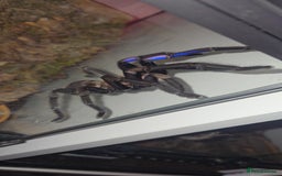 Spiders invertebrates for sale: Tarantulas For Sale  - Advert 4