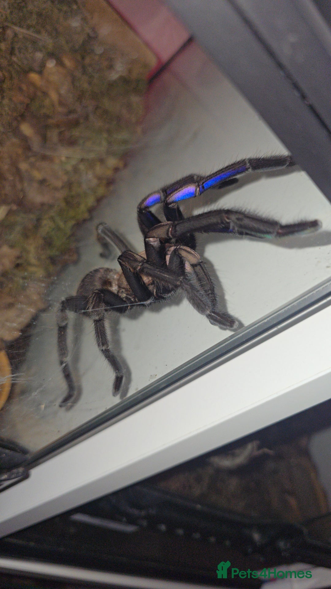 Spiders invertebrates for sale: Tarantulas For Sale  - Advert 4