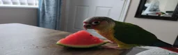 Conures birds for sale: 3 month old Yellow sided Green Cheek Conure  - Advert 9