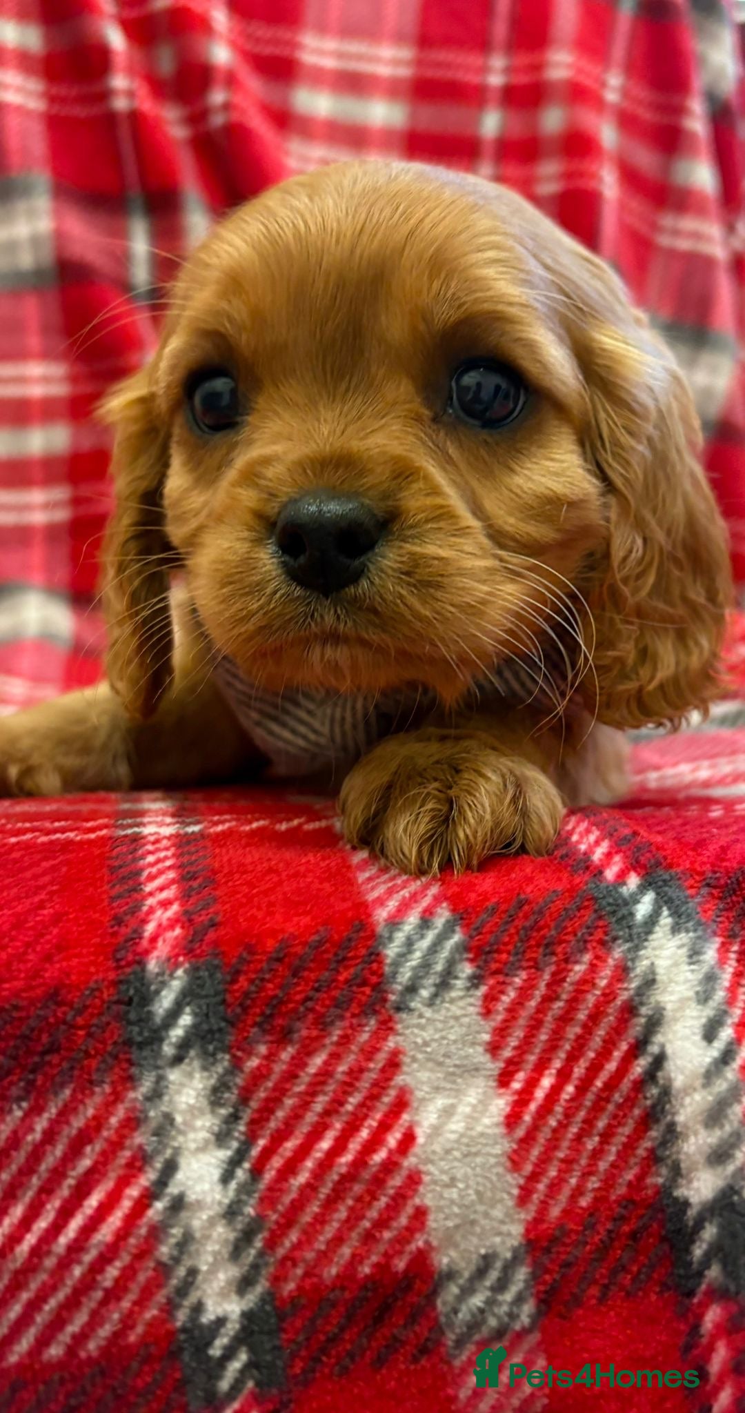 Cavalier King Charles Spaniel dogs for sale: Beautiful Cavalier King Charles babies ❤️ - Advert 19