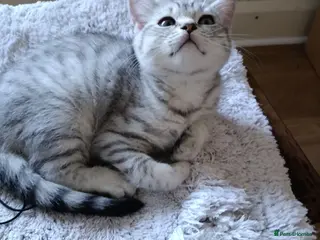 British Shorthair cats Beautiful kittens looking sweet home - Advert 3