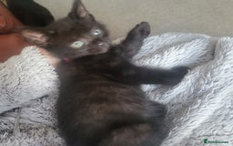 Domestic Shorthair cats for sale: Kittens - Image 6