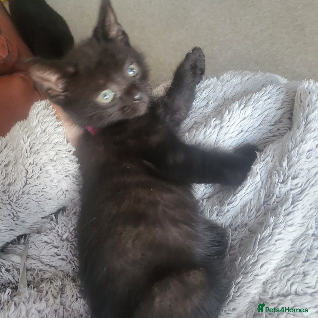Domestic Shorthair cats for sale: Kittens - Image 6