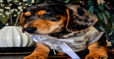 Miniature Dachshund dogs - Advert 3