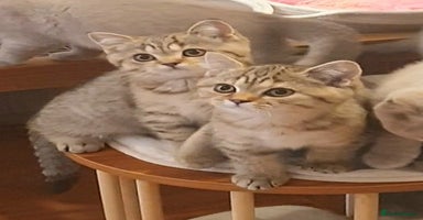 British Shorthair cats - Advert 8