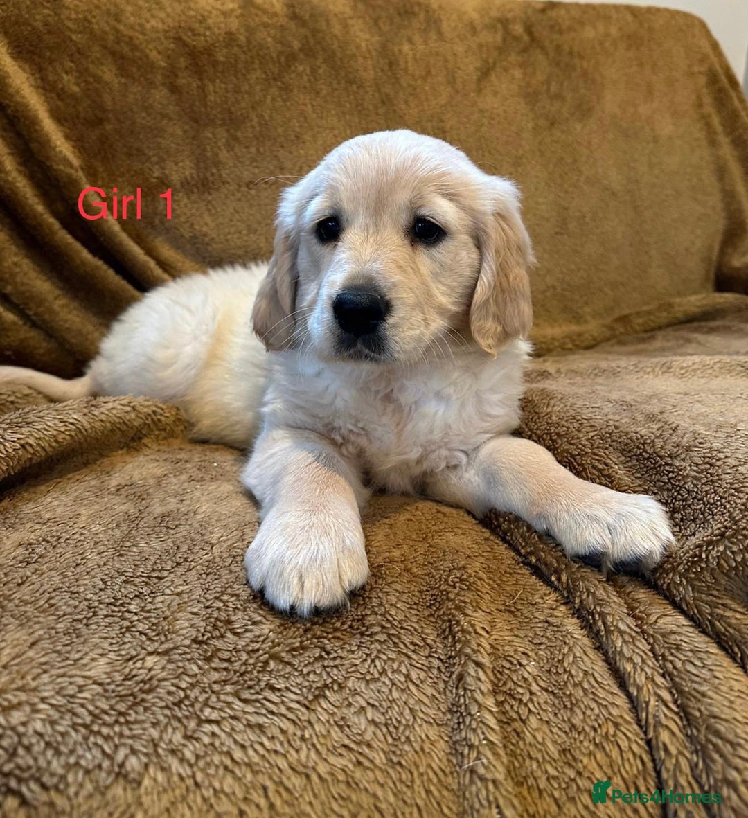 Golden Retriever dogs for sale: KC Registered Golden Retriver Puppies - Image 20