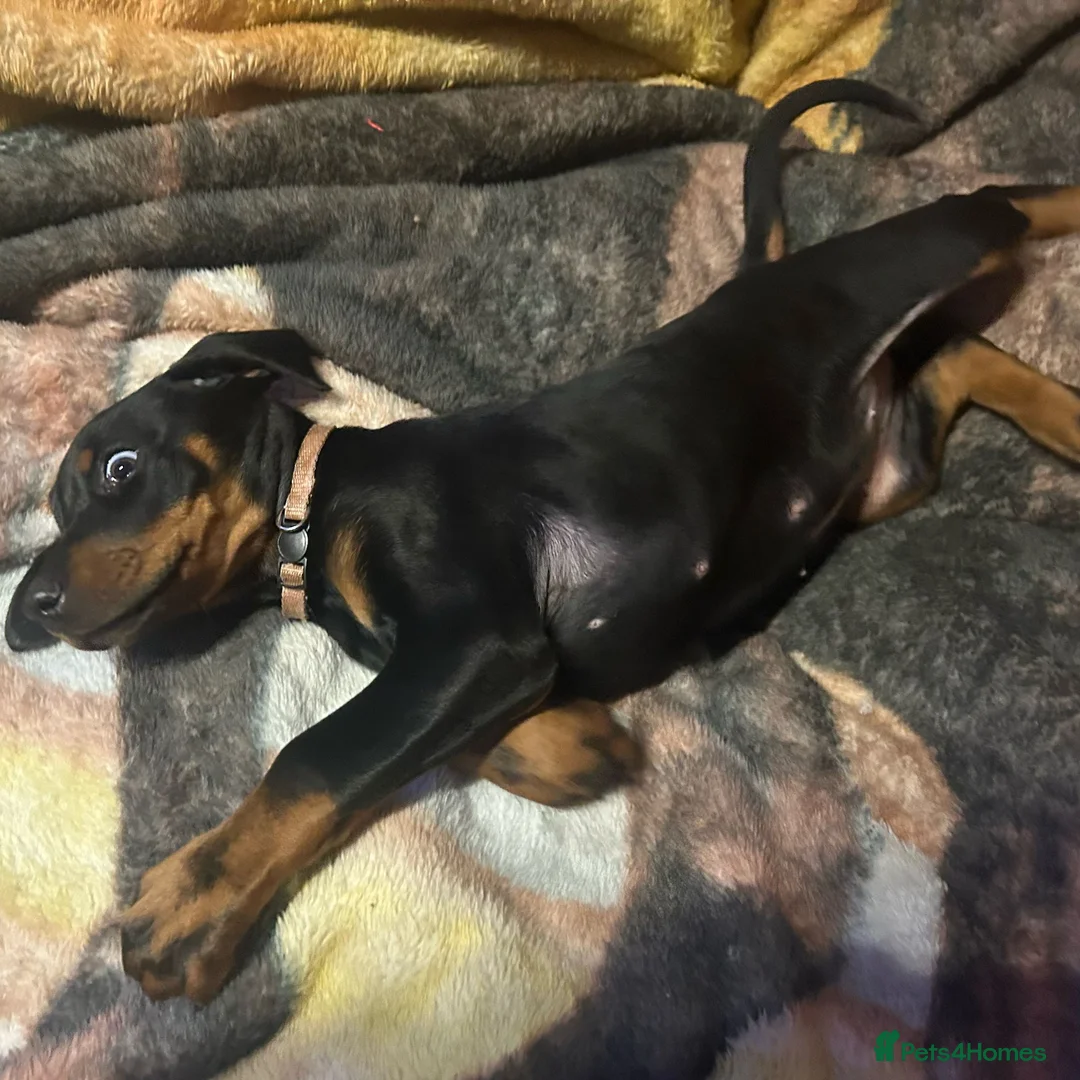 Dobermann dogs for sale: Doberman pups - Advert 3