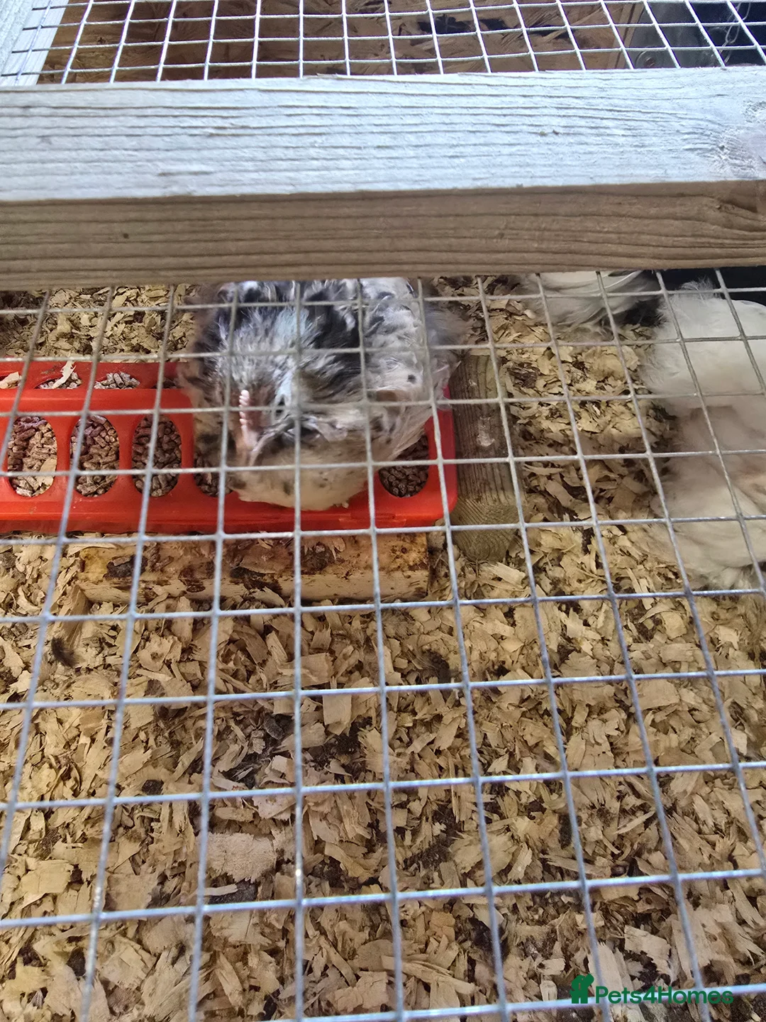 Chickens poultry for sale: PEKINS BANTAMS & QUAIL CELADON pullets & young - Advert 1