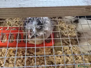 Chickens poultry PEKINS BANTAMS & QUAIL CELADON pullets & young - Advert 12