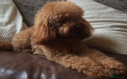 Cavapoo dogs for sale: Exquisit F1 Toy Cavapoos - Health tested Parent - Image 15