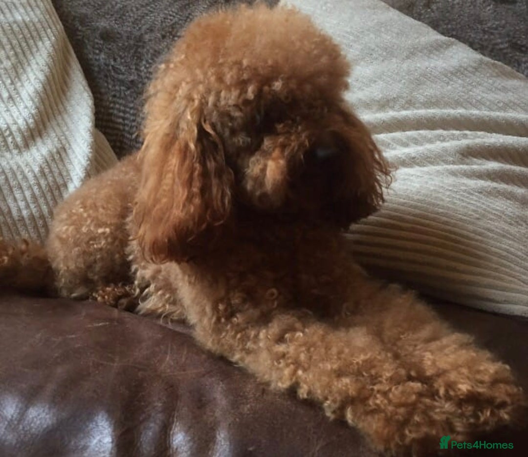 Cavapoo dogs for sale: Exquisit F1 Toy Cavapoos - Health tested Parent - Image 15