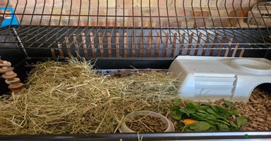 Guinea Pig rodents - Advert 1