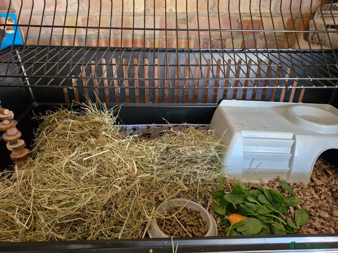 Guinea Pig rodents for sale: 6 month old male teddy guinea pig and cage - Image 3