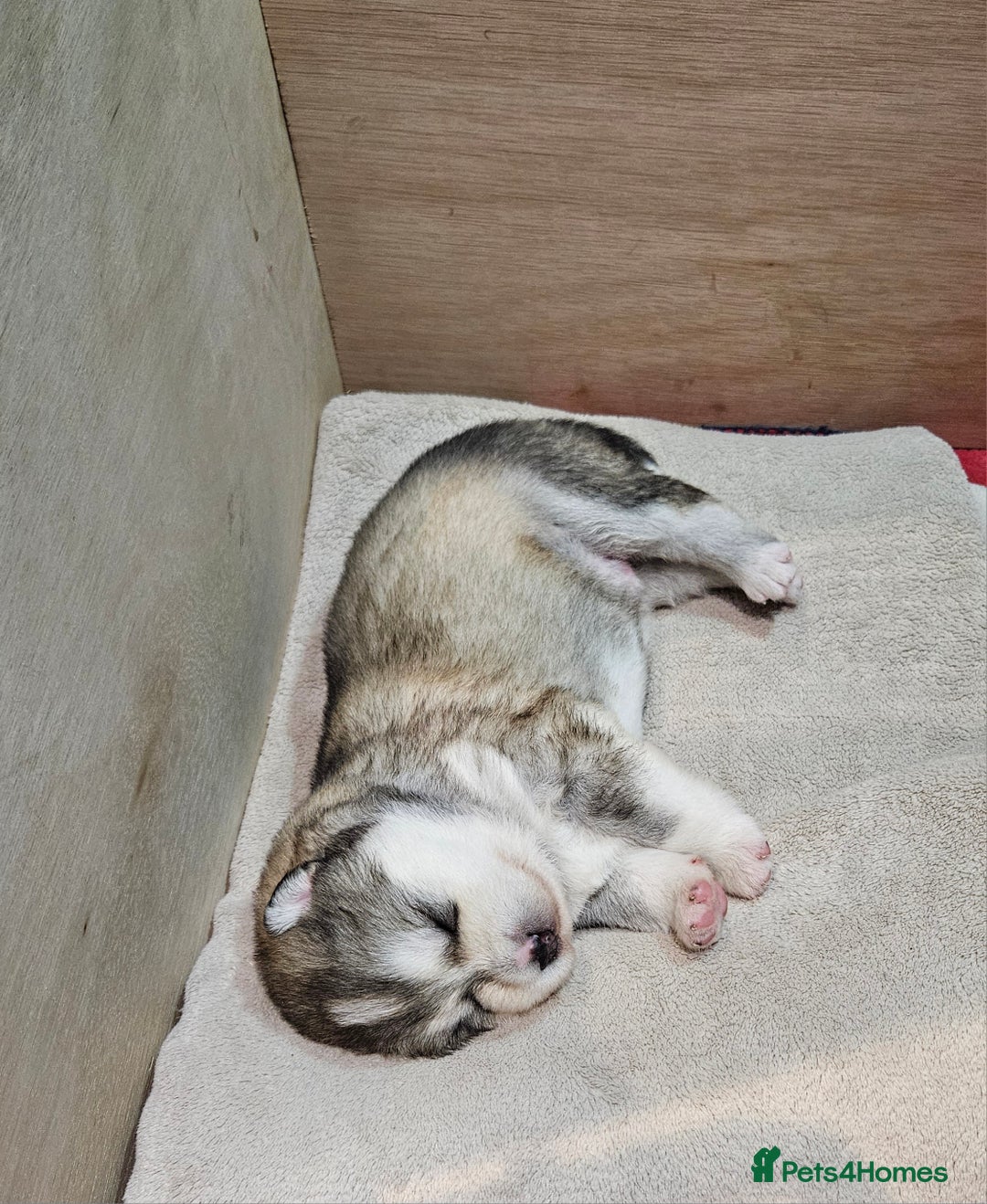 Alaskan Malamute dogs for sale: Litter B  - Advert 9