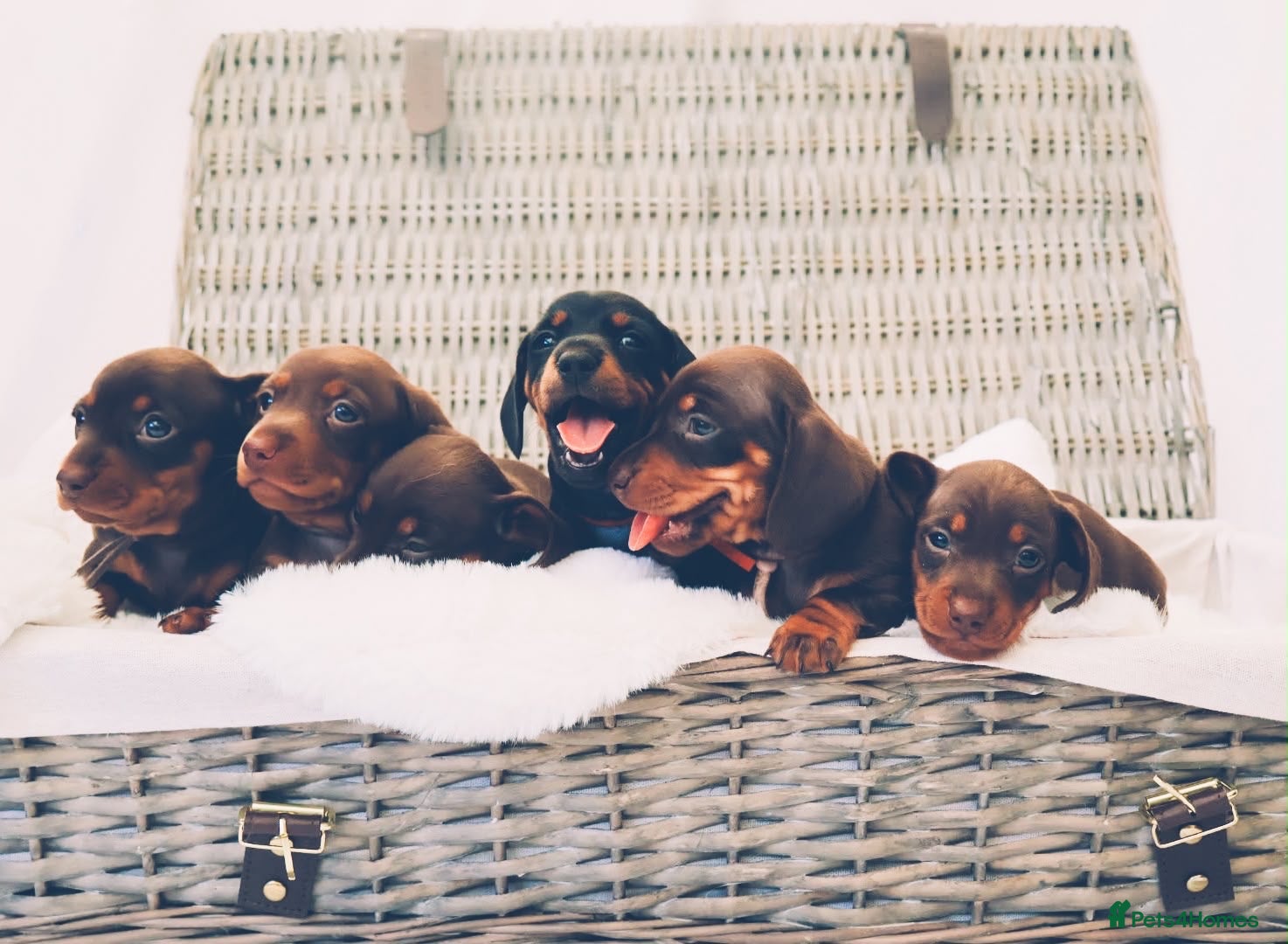 Miniature Dachshund dogs KC HEALTH TESTED MINIATURE DACHSHUNDS- LICENSED  - Advert 1