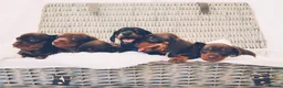 Miniature Dachshund dogs for sale: KC HEALTH TESTED MINIATURE DACHSHUNDS- LICENSED  - Advert 13