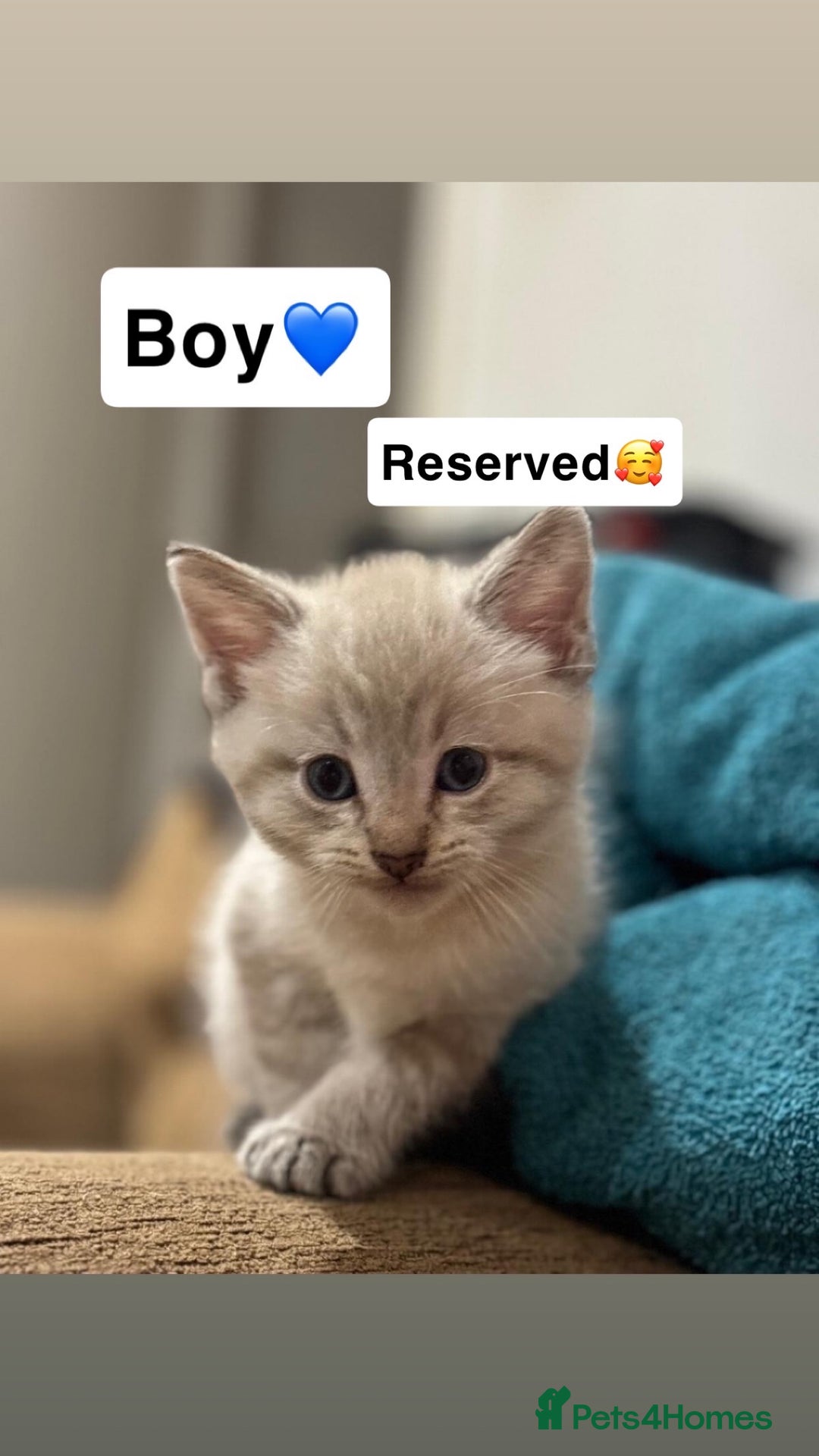 Mixed Breed cats for sale: Kittens for sale  - Advert 14