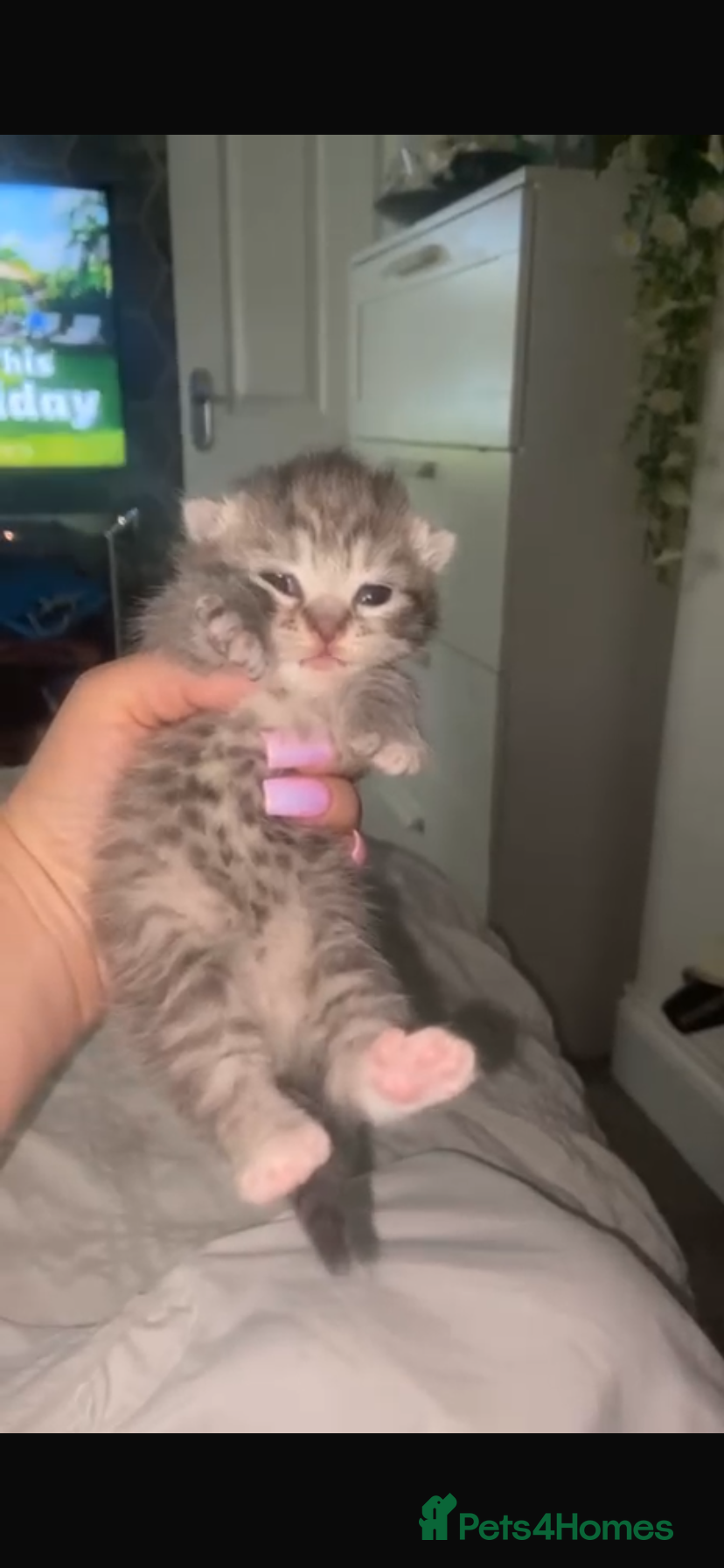 Mixed Breed cats 6 x Stunning Mixed Bengal/British Shorthair Cross  - Advert 5