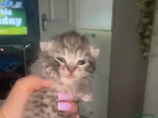 Mixed Breed cats 6 x Stunning Mixed Bengal/British Shorthair Cross - Advert 5