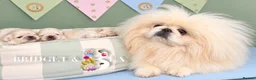 Pekingese dogs for sale: Cream girl kc licensed breeder health tested  - Advert 1