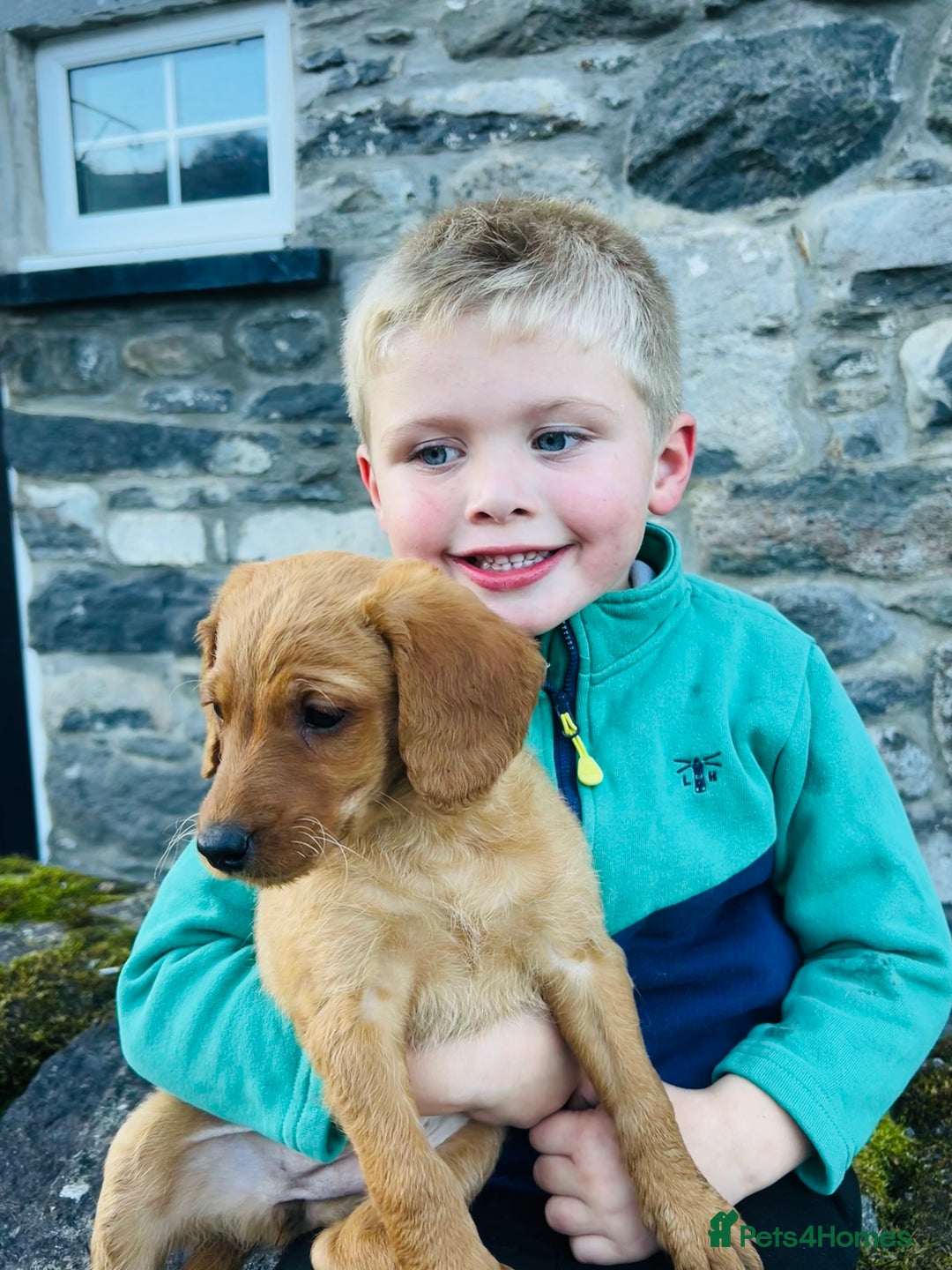 Labradoodle dogs for sale: Beautiful Labradoodle puppies for sale - Image 9