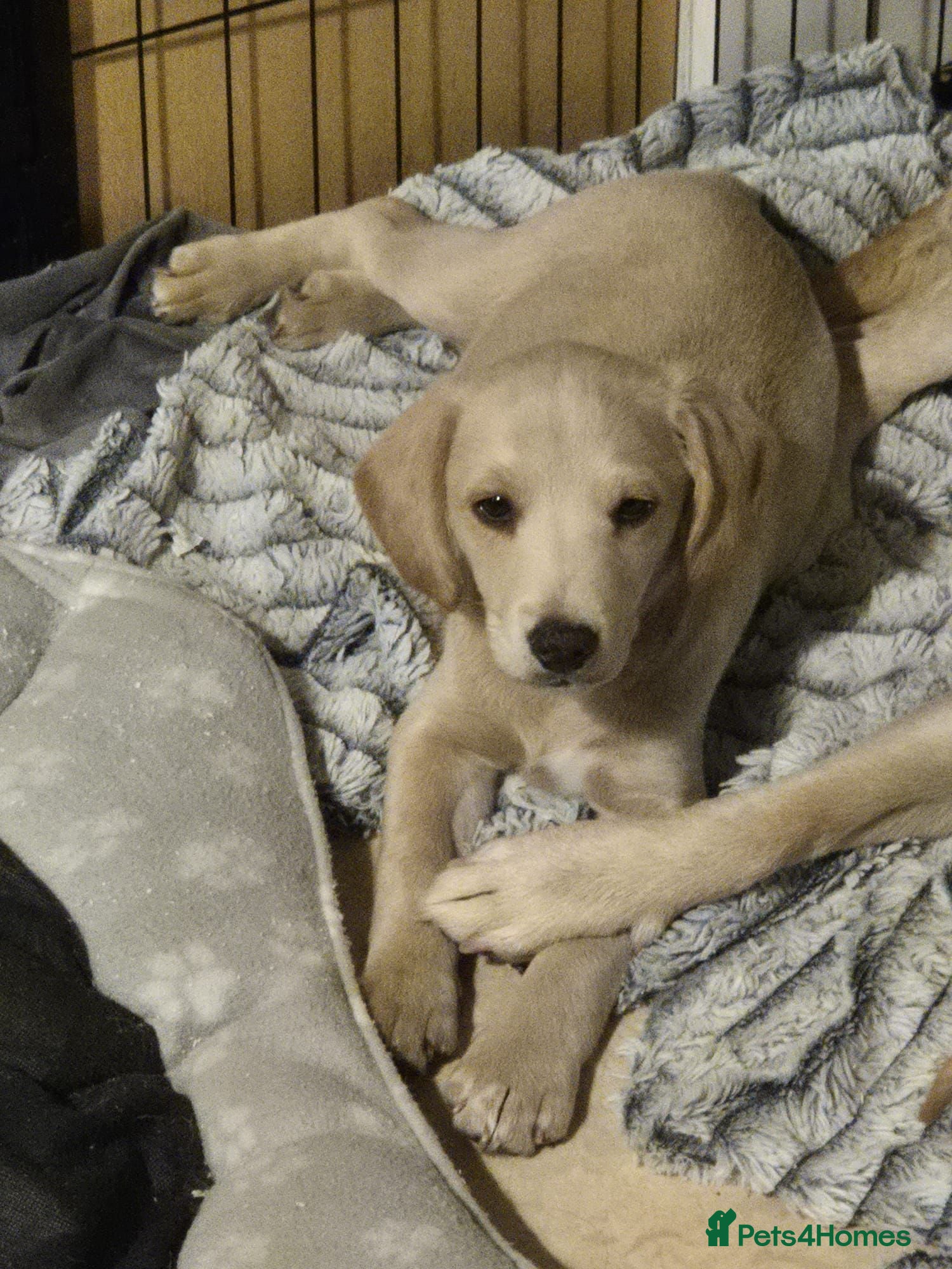Labradoodle dogs Labrador cross puppies for sale  - Advert 4