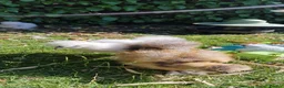 Chickens poultry for sale: Silkie Chicks for Sale  - Advert 4
