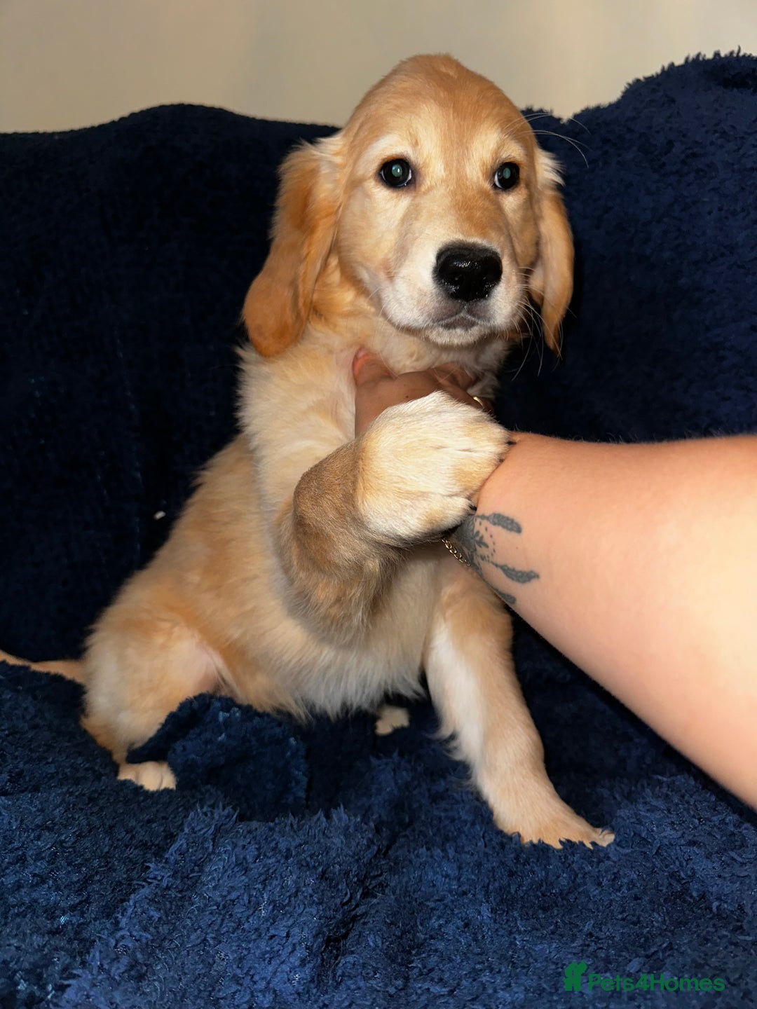Golden Retriever dogs for sale: Golden retriever puppies🥰 - Image 11