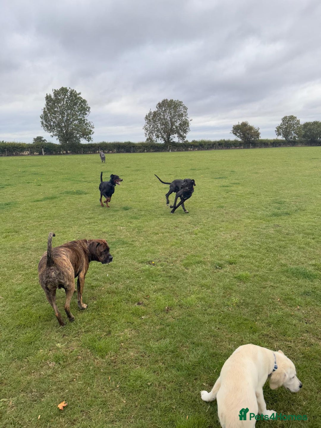 Great Dane dogs for sale: Great Dane - Image 2