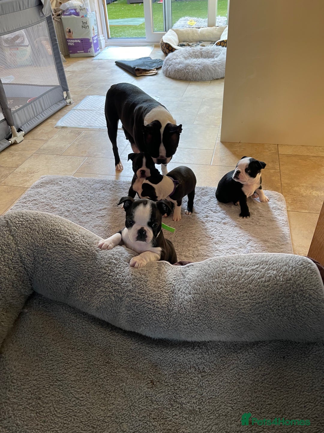 Boston Terrier dogs for sale: Boston Terrier pups for sale Scotland - Image 8