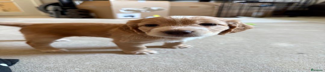 Cocker Spaniel Puppy 2