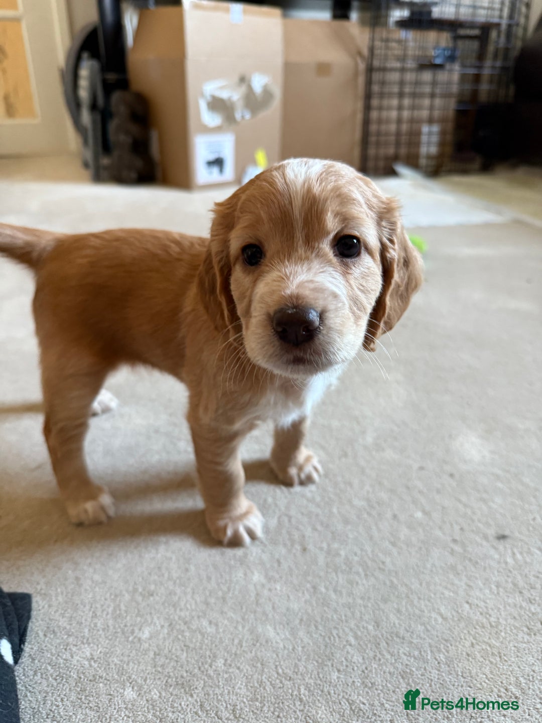 Cocker Spaniel dogs for sale: Well bred Working Cocker Spaniel Boy  - Image 3