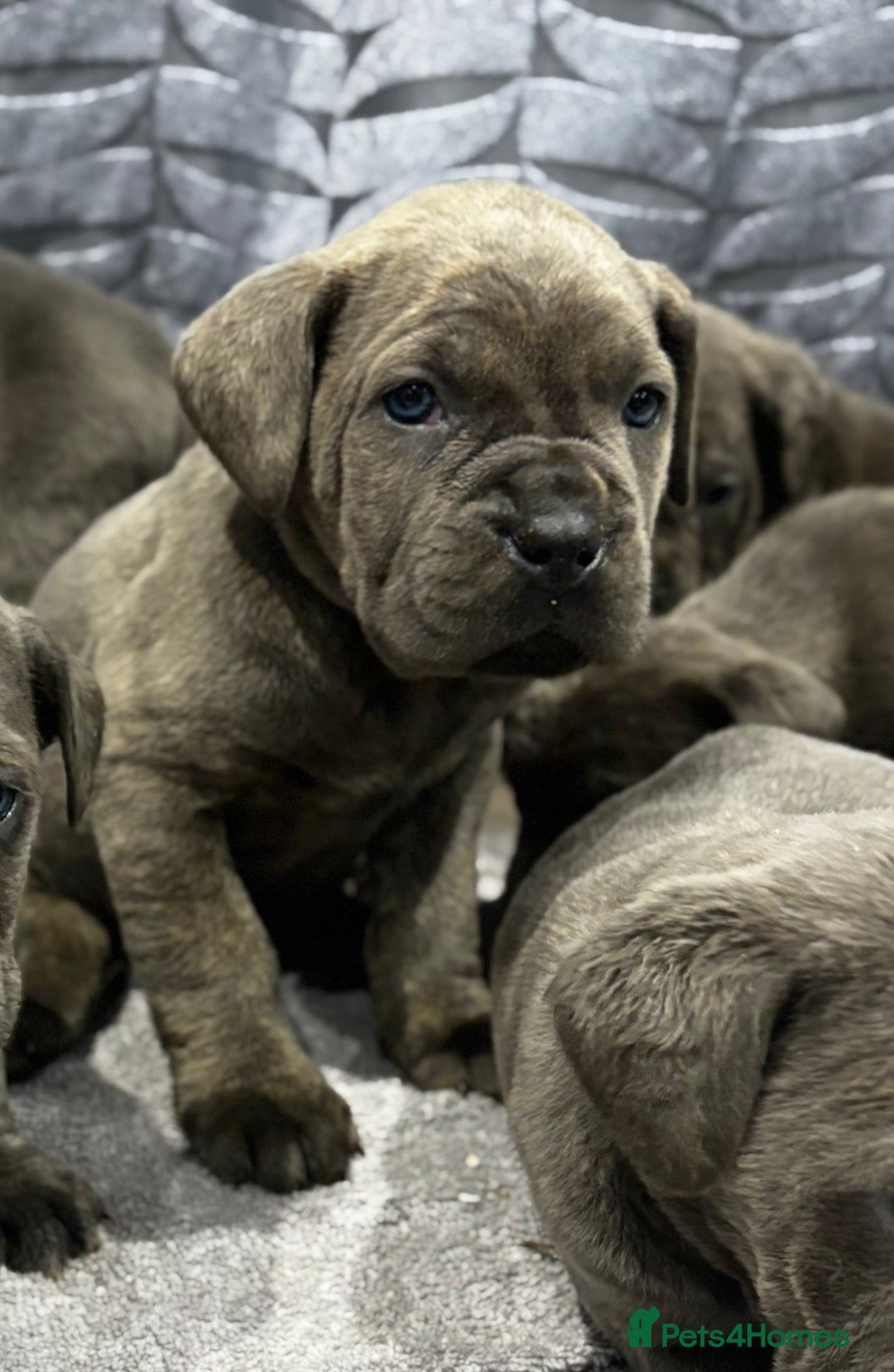 Cane Corso dogs for sale: Cane Corso puppy’s  - Advert 4